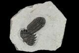 Adrisiops Weugi Trilobite - Recently Described Phacopid #115225-1